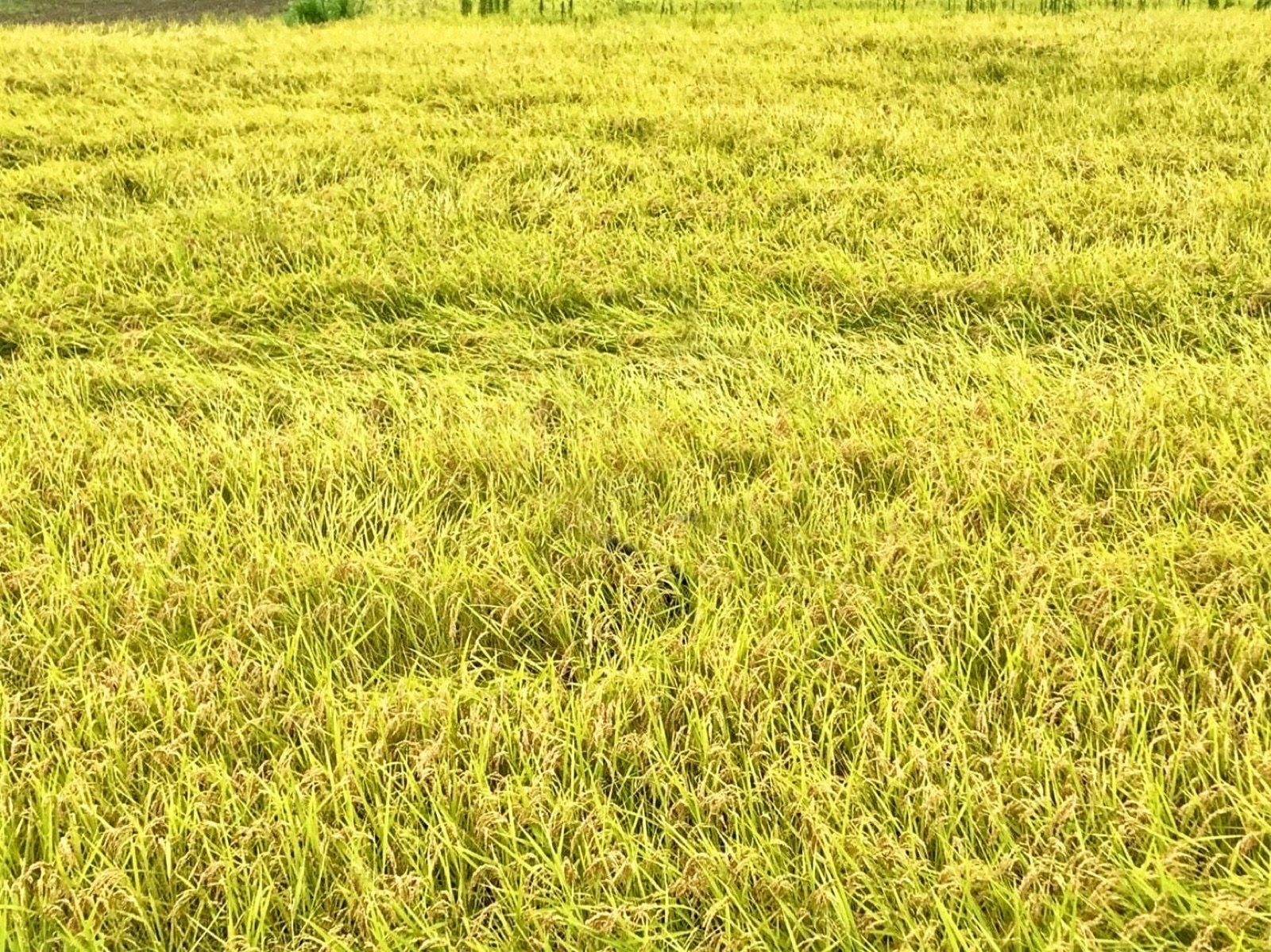 丹波農商の田んぼ
