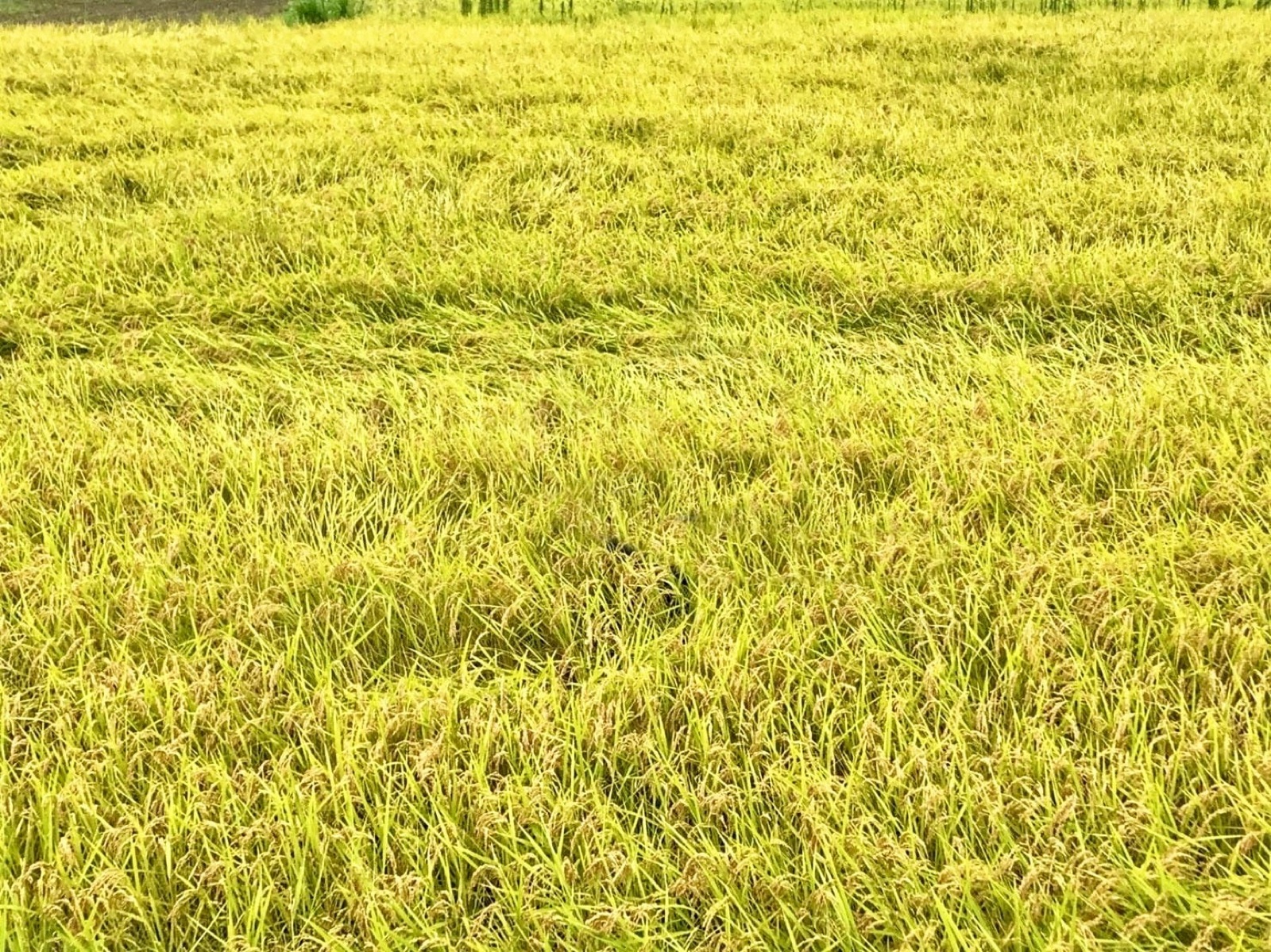 丹波農商の田んぼ