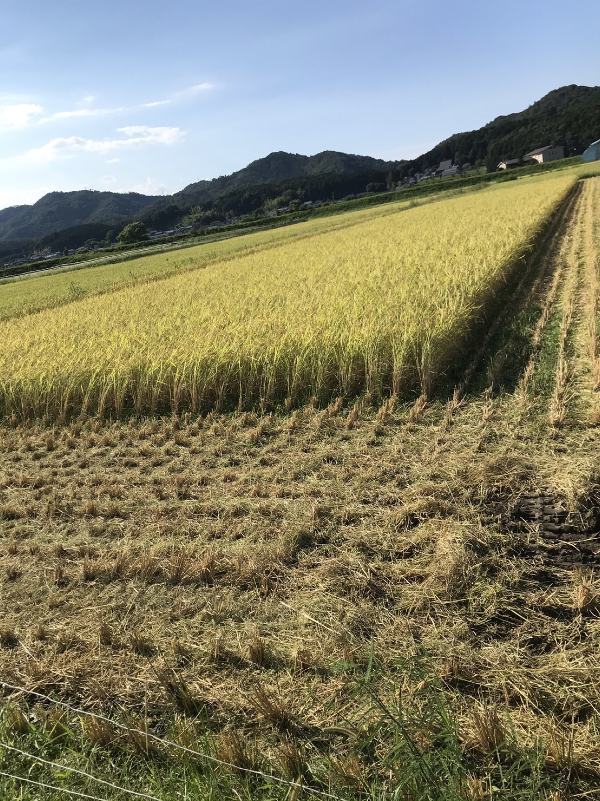 実った稲